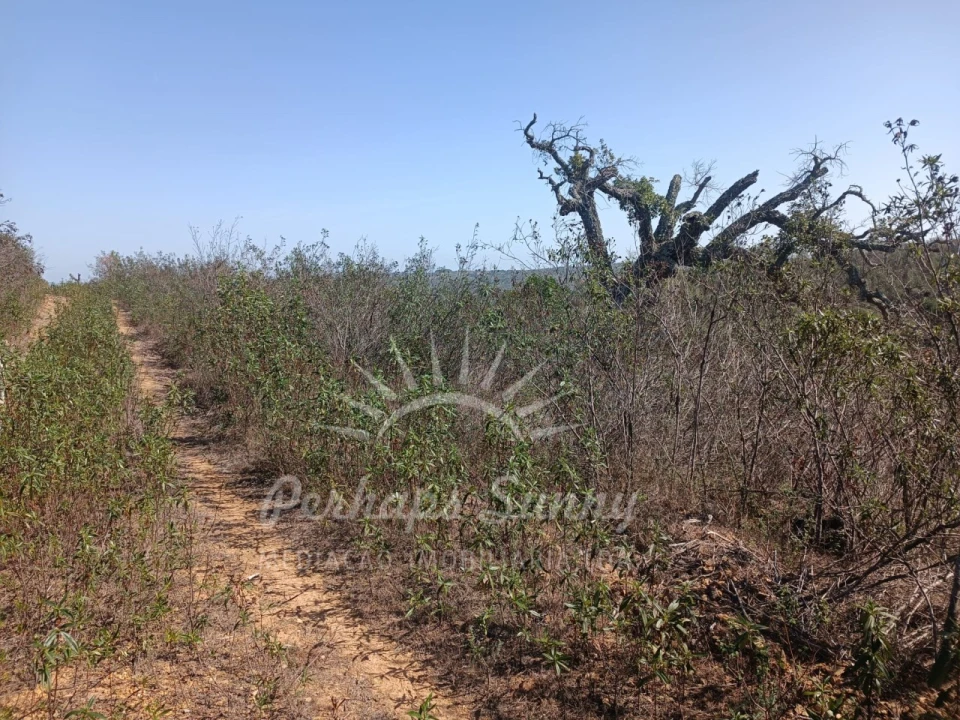 Terreno para Venda em Grândola e Santa Margarida da Serra Foto 6