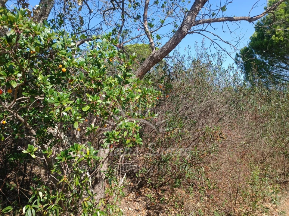 Terreno para Venda em Grândola e Santa Margarida da Serra Foto 11