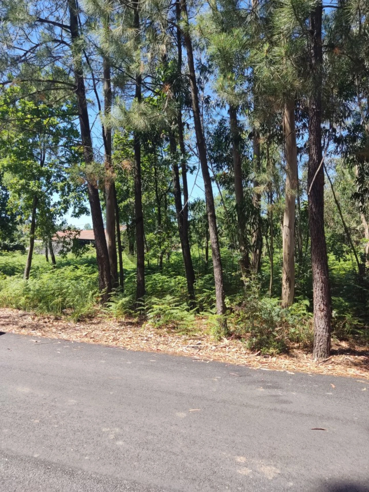 Terreno para Venda em Argoncilhe Foto 4