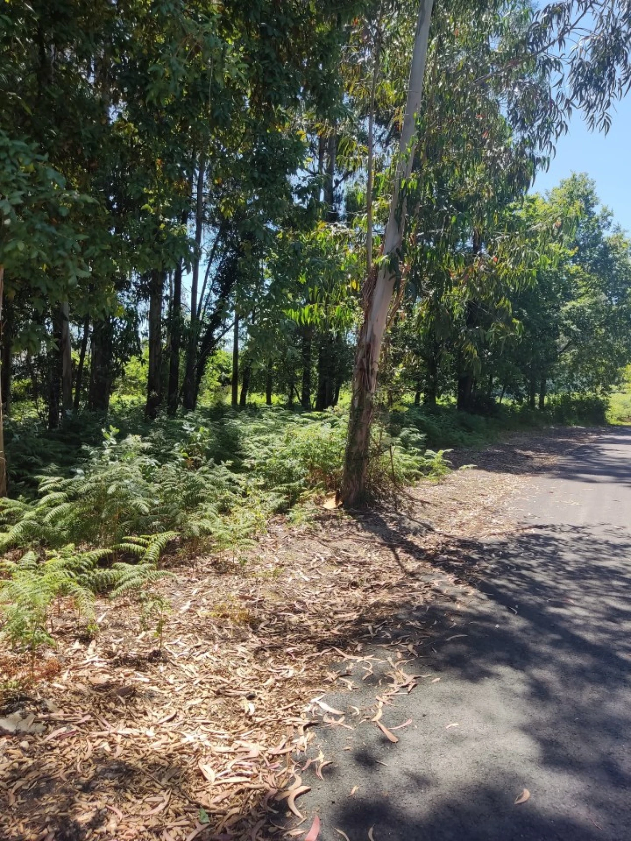 Terreno para Venda em Argoncilhe Foto 5