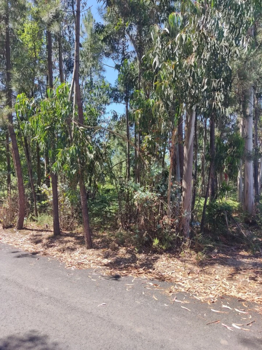 Terreno para Venda em Argoncilhe Foto 2