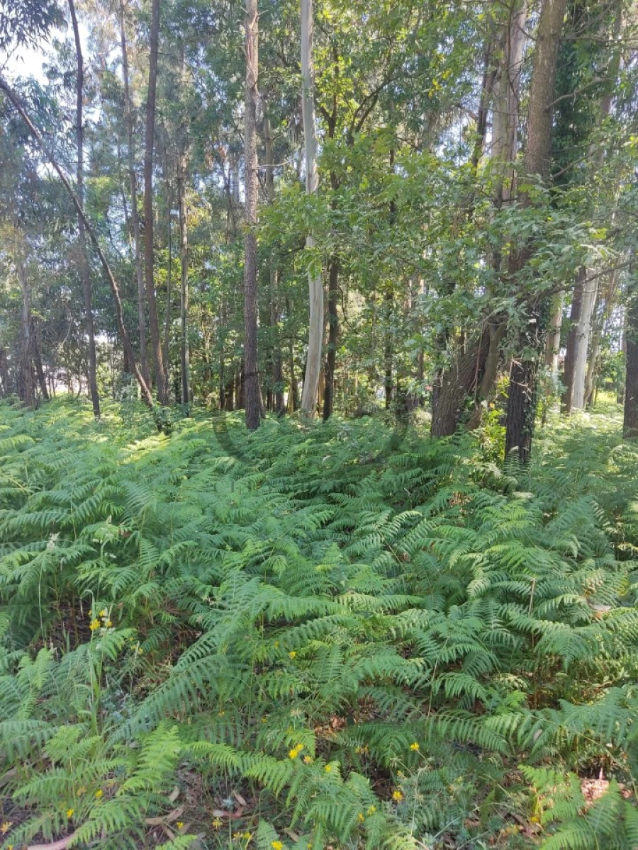 Terreno para Venda em Argoncilhe Foto 3