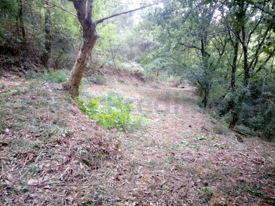 Terreno para Venda em Caniçada e Soengas Foto 21