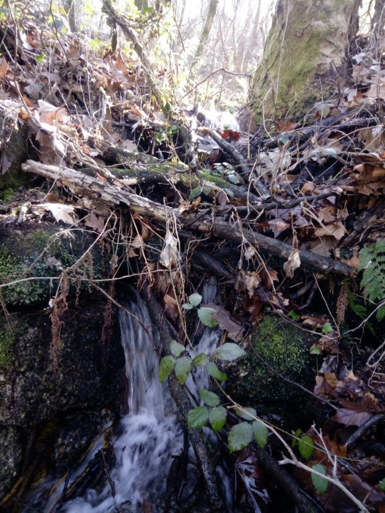 Terreno para Venda em Caniçada e Soengas Foto 26