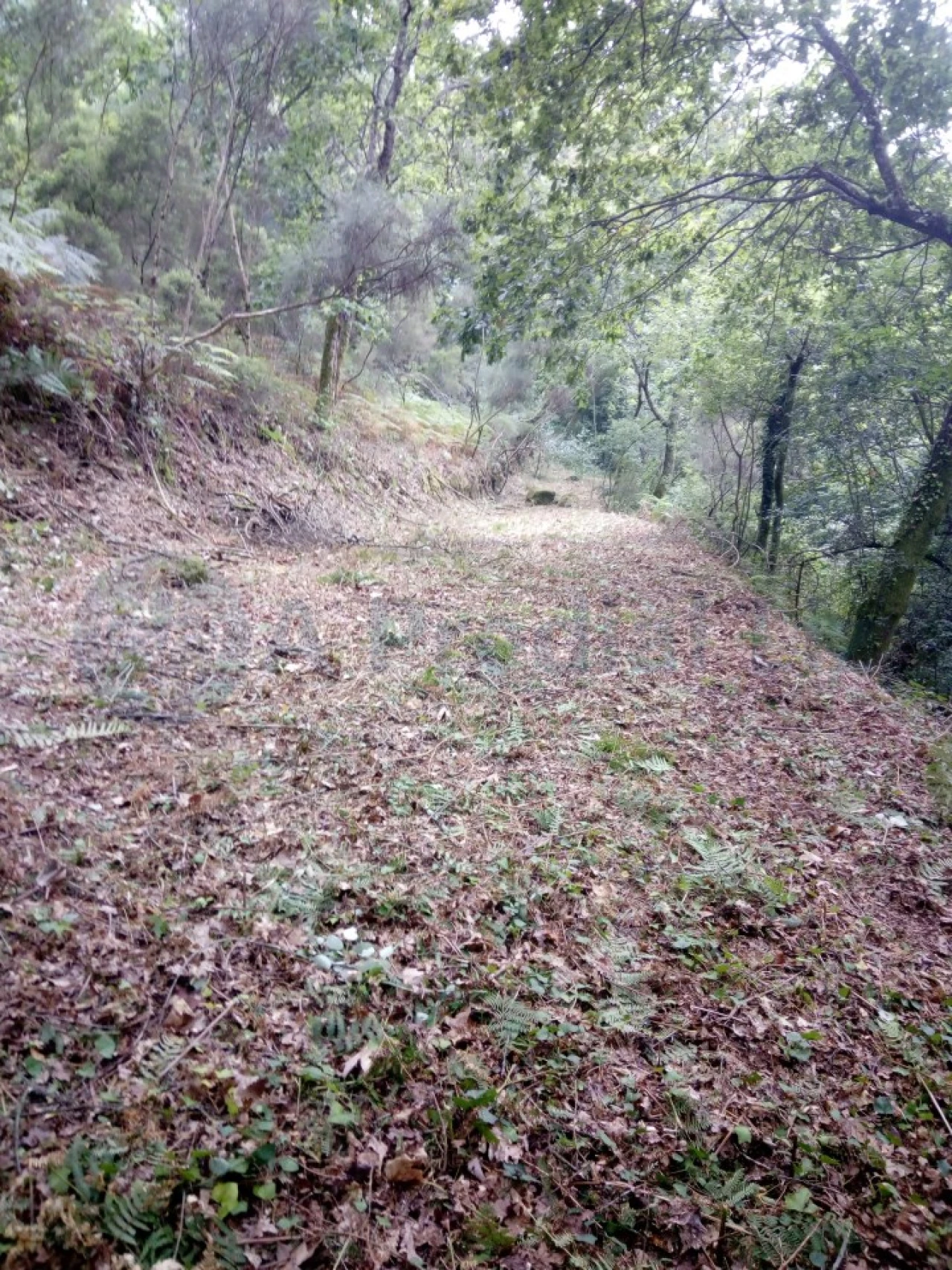 Terreno para Venda em Caniçada e Soengas Foto 27