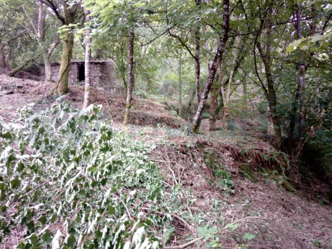 Terreno para Venda em Caniçada e Soengas Foto 5