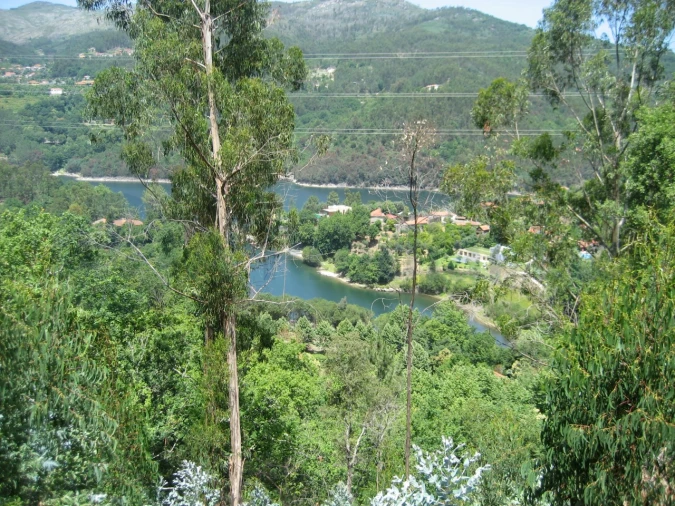 Terreno para Venda em Caniçada e Soengas Foto 13