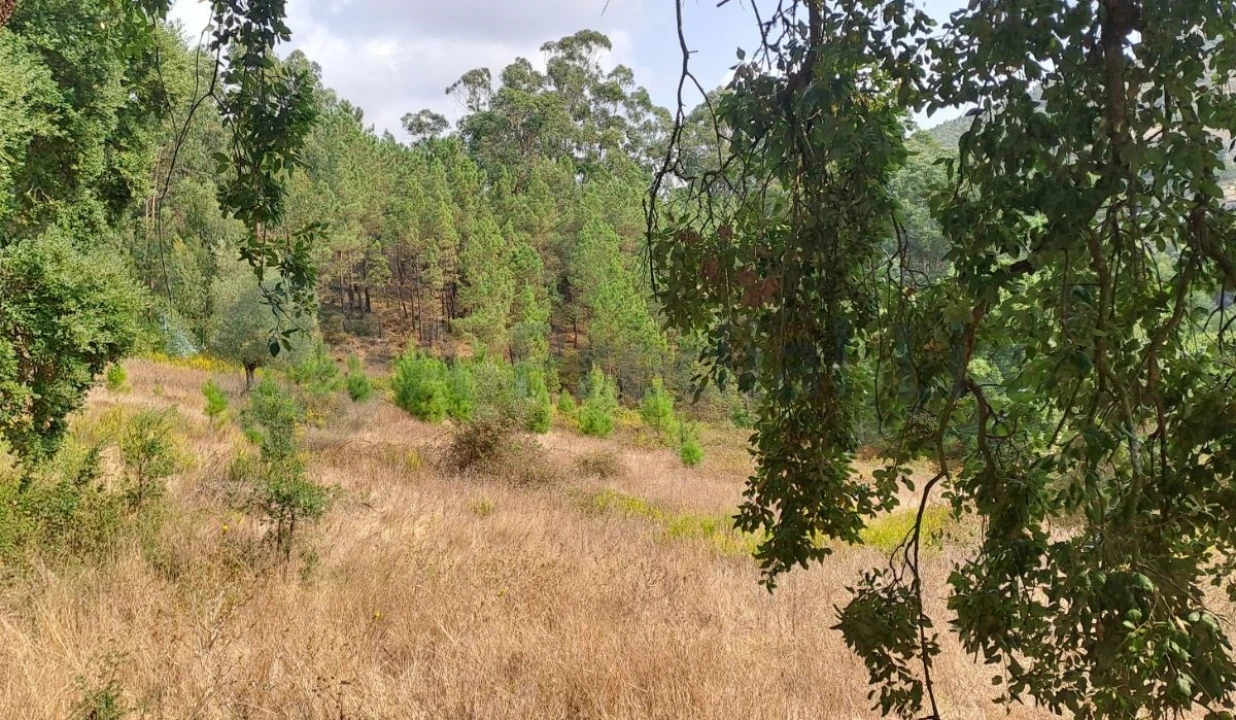 Terreno para Venda em Lousa Foto 6