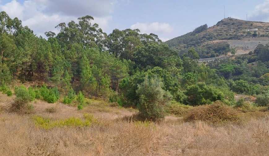 Terreno para Venda em Lousa Foto 4