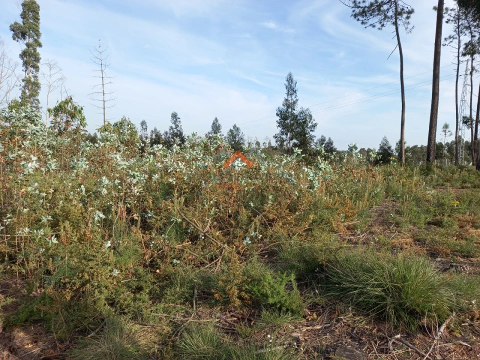 Terreno para Venda em Requeixo, Nossa Senhora de Fátima e Nariz Foto 7