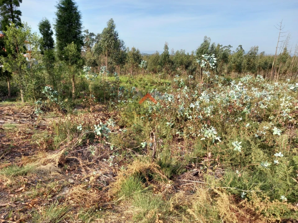 Terreno para Venda em Requeixo, Nossa Senhora de Fátima e Nariz Foto 8