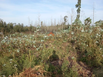 Terreno para Venda em Requeixo, Nossa Senhora de Fátima e Nariz