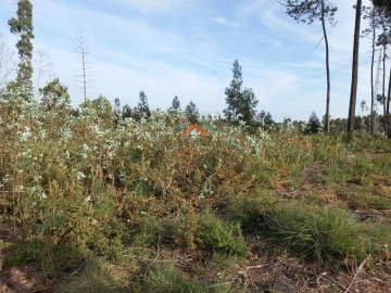 Terreno para Venda em Requeixo, Nossa Senhora de Fátima e Nariz