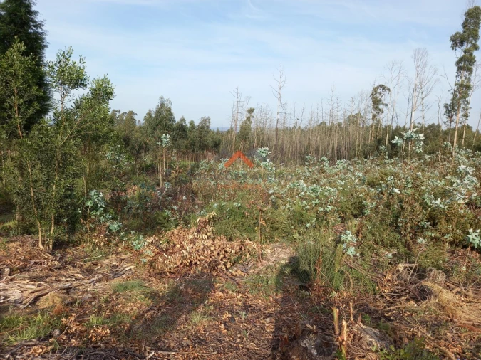 Terreno para Venda em Requeixo, Nossa Senhora de Fátima e Nariz Foto 9