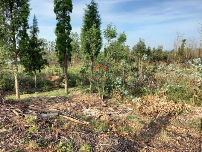Terreno para Venda em Requeixo, Nossa Senhora de Fátima e Nariz Foto 10
