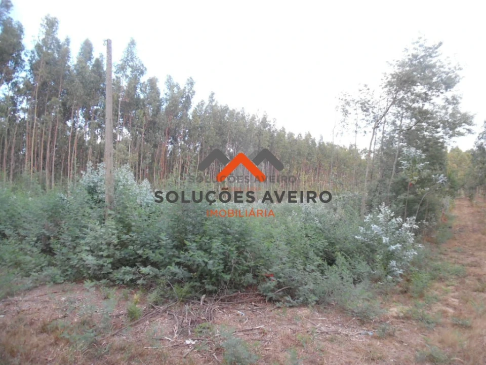 Terreno para Venda em Alquerubim Foto 2