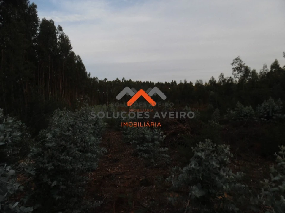 Terreno para Venda em Alquerubim Foto 4