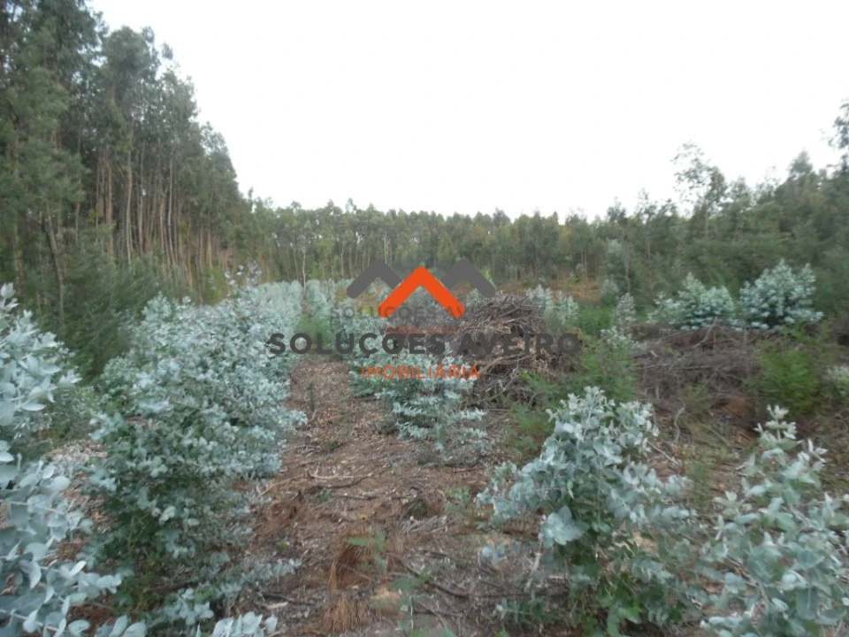 Terreno para Venda em Alquerubim Foto 6