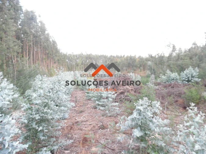 Terreno para Venda em Alquerubim Foto 5