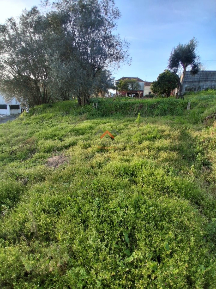 Terreno para Venda em Oiã Foto 2