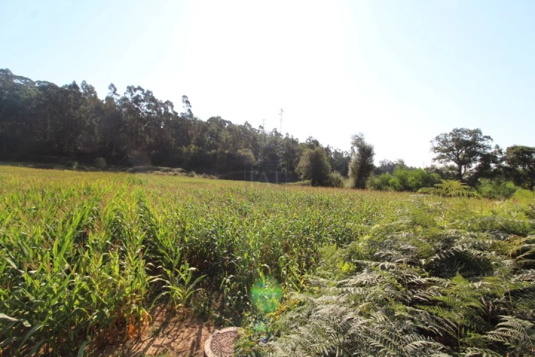 Terreno para Venda em Palmeira de Faro e Curvos Foto 1