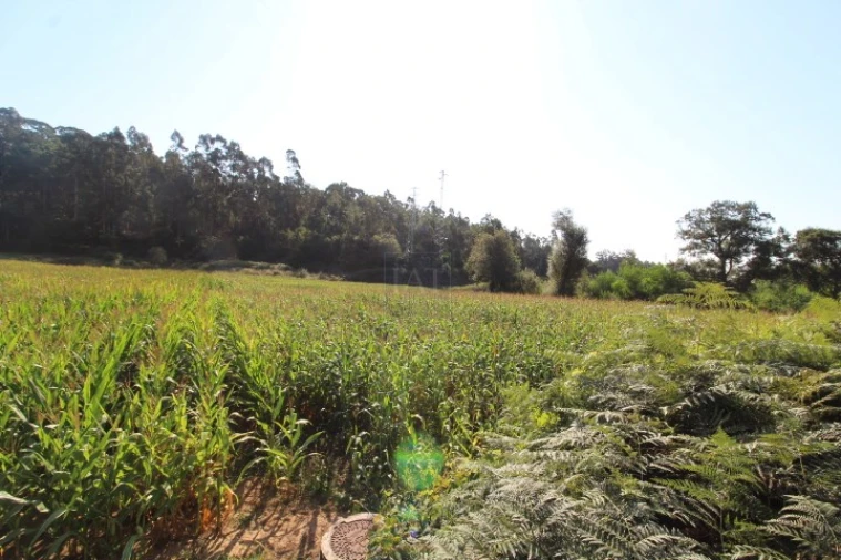 Terreno para Venda em Palmeira de Faro e Curvos