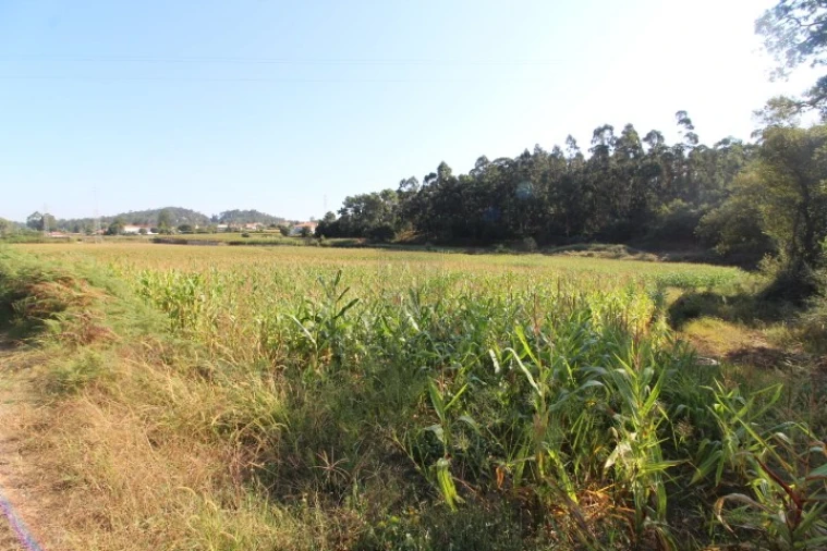 Terreno para Venda em Palmeira de Faro e Curvos Foto 3