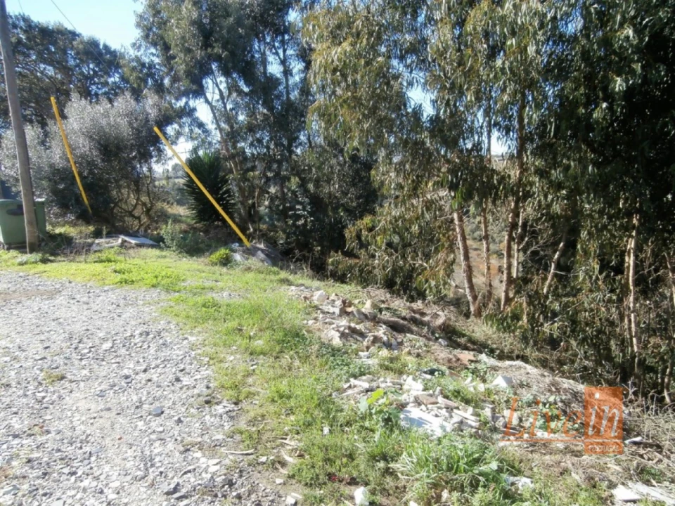 Terreno para Venda em Igreja Nova e Cheleiros Foto 8