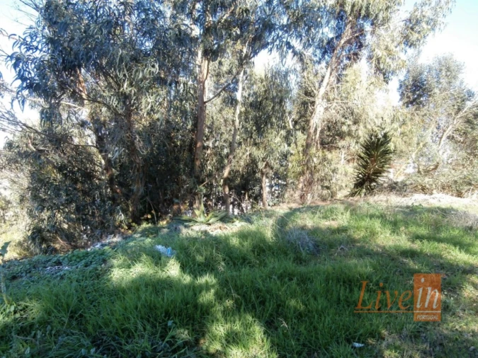 Terreno para Venda em Igreja Nova e Cheleiros Foto 10