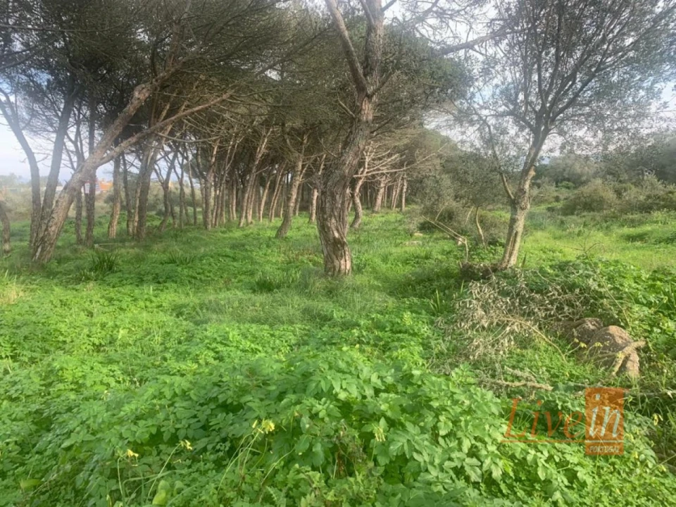 Terreno para Venda em São João das Lampas e Terrugem Foto 3