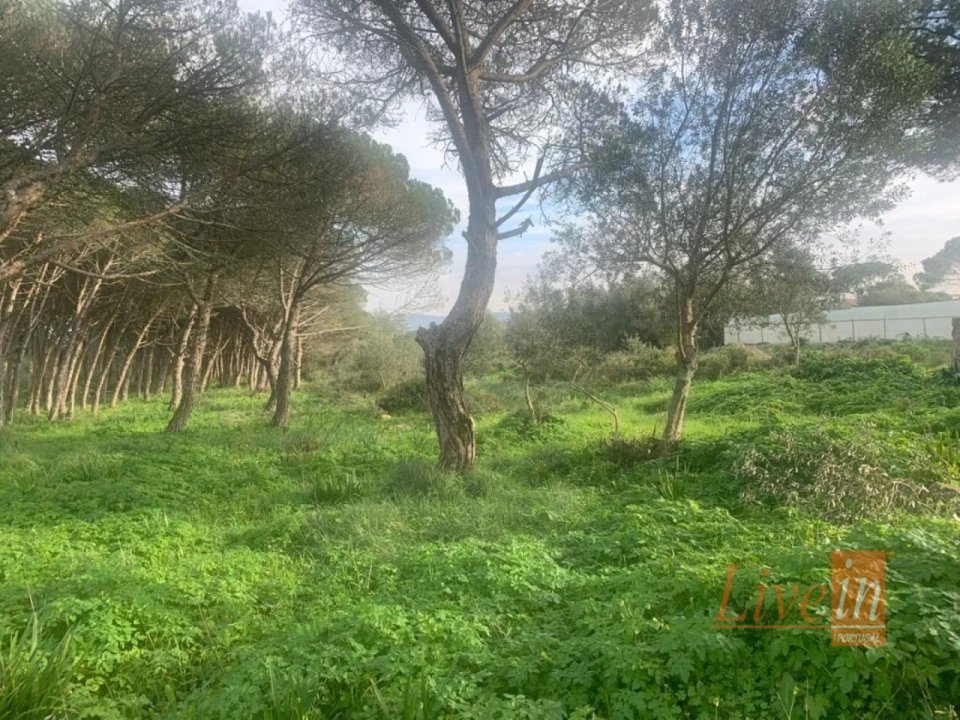 Terreno para Venda em São João das Lampas e Terrugem Foto 5