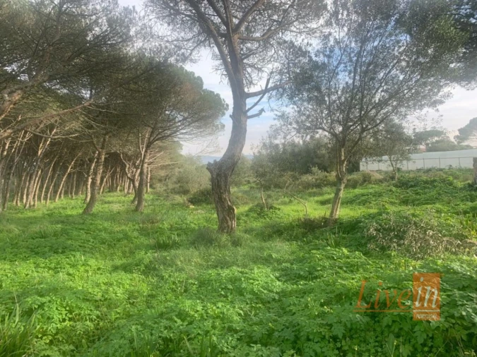 Terreno para Venda em São João das Lampas e Terrugem Foto 5