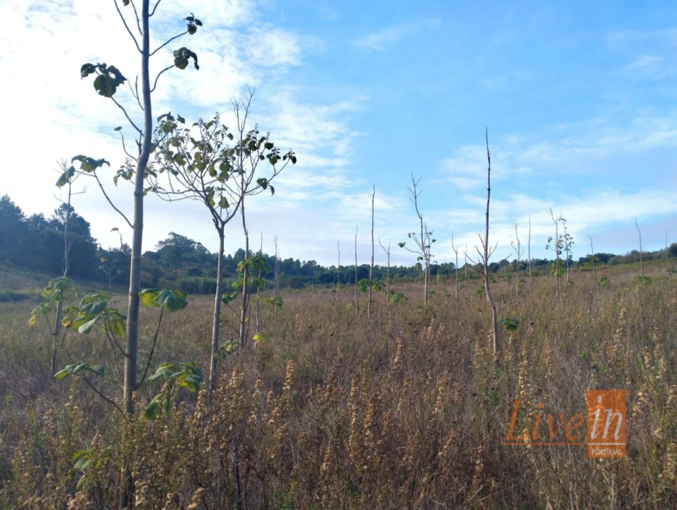 Terreno para Venda em Abrigada e Cabanas de Torres Foto 3