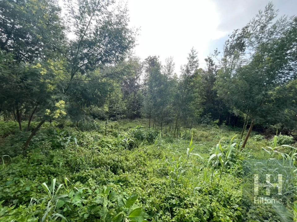 Terreno para Venda em Monte Foto 12