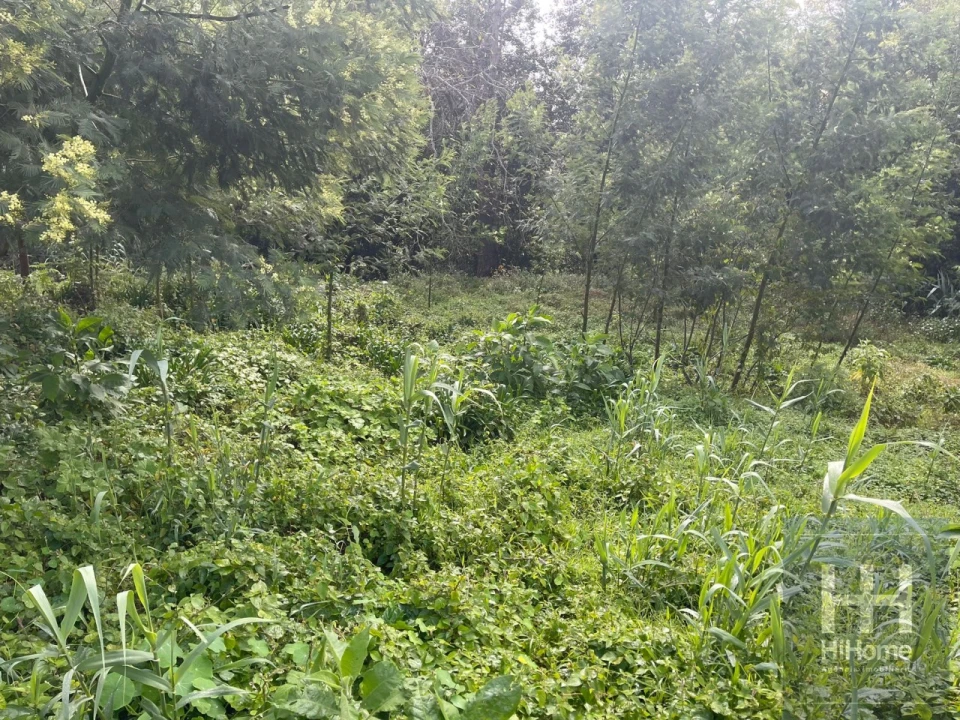 Terreno para Venda em Monte Foto 13