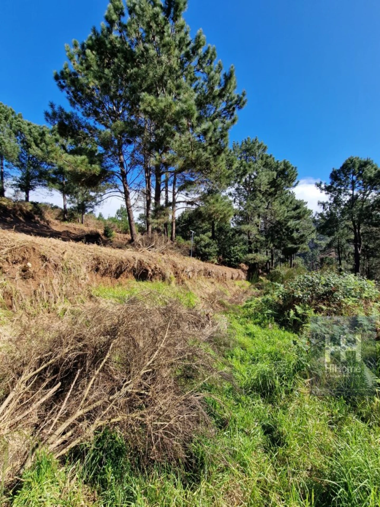 Terreno para Venda em Fajã da Ovelha Foto 22