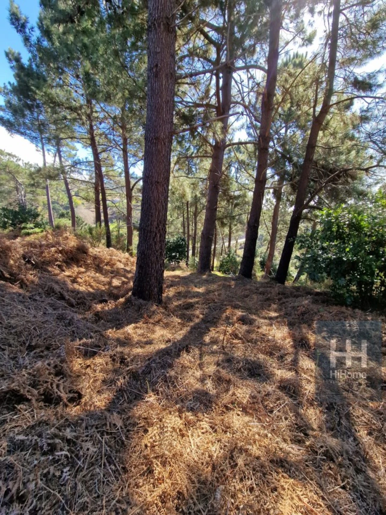 Terreno para Venda em Fajã da Ovelha Foto 31