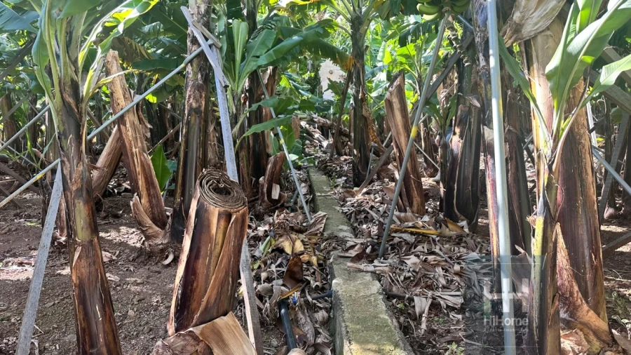 Terreno para Venda em Madalena do Mar Foto 28