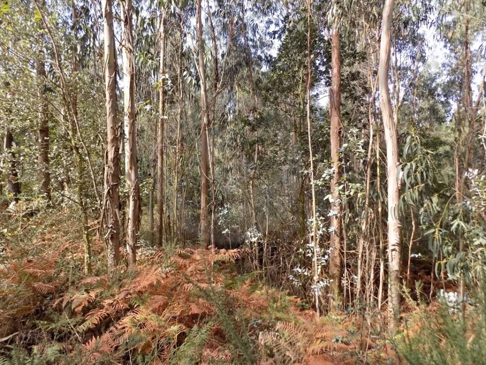 Terreno para Venda em Touguinha e Touguinhó Foto 14