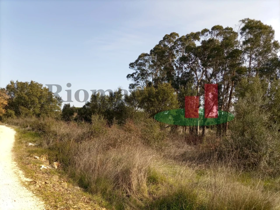 Terreno para Venda em Almoster Foto 13