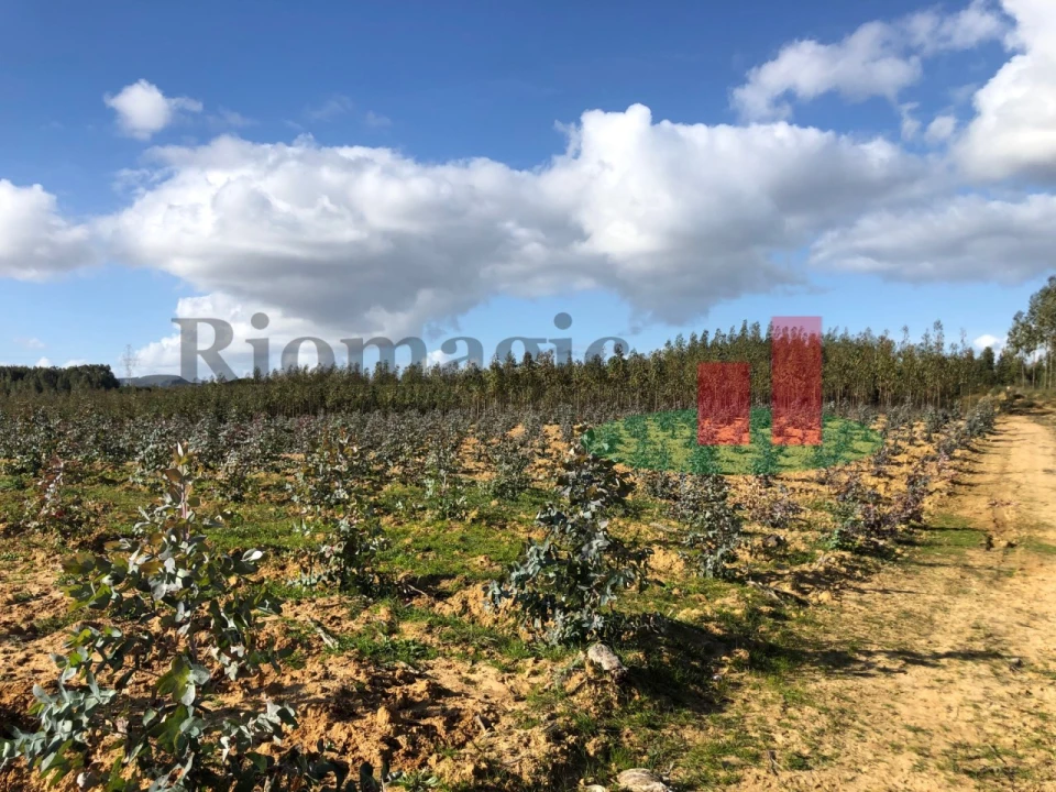 Terreno para Venda em Alcoentre Foto 9