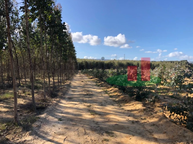 Terreno para Venda em Alcoentre Foto 10