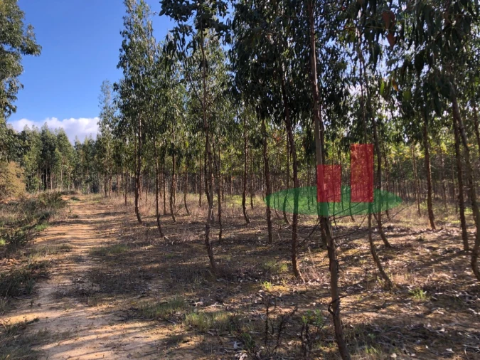 Terreno para Venda em Alcoentre Foto 5