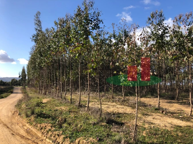 Terreno para Venda em Alcoentre Foto 6
