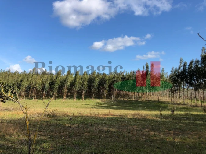 Terreno para Venda em Alcoentre Foto 8