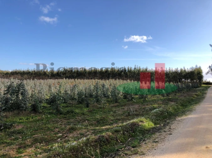 Terreno para Venda em Alcoentre Foto 11