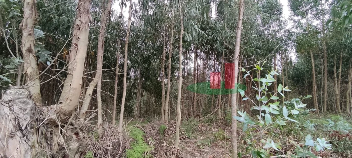 Terreno para Venda em Santa Catarina Foto 9