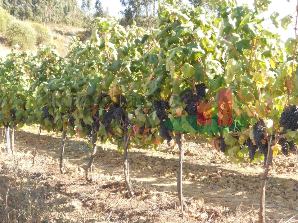 Terreno para Venda em Alcoentre Foto 9