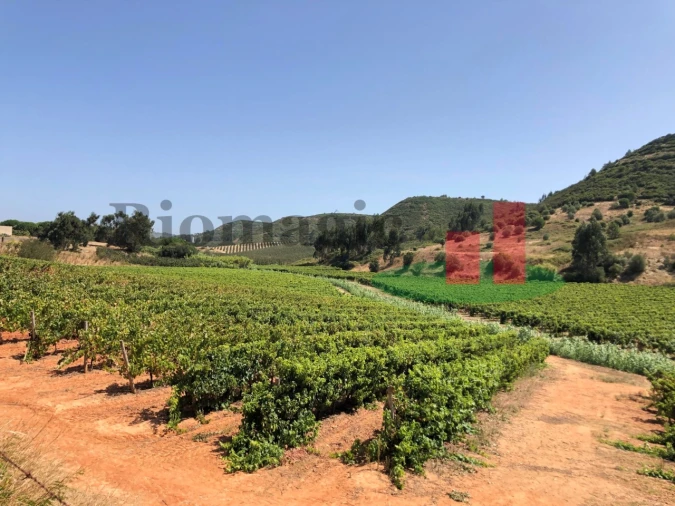 Terreno para Venda em Alcoentre Foto 5