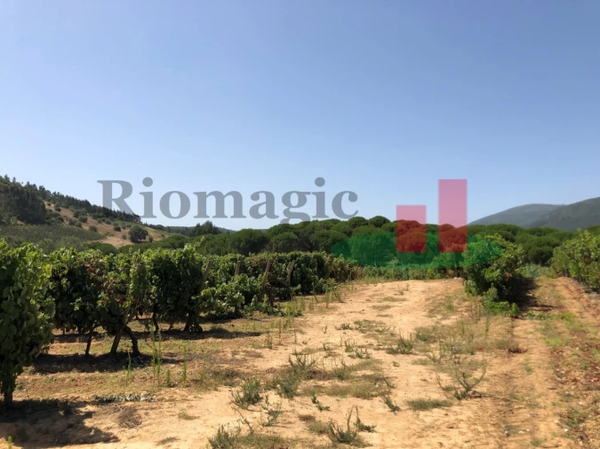 Terreno para Venda em Alcoentre Foto 7